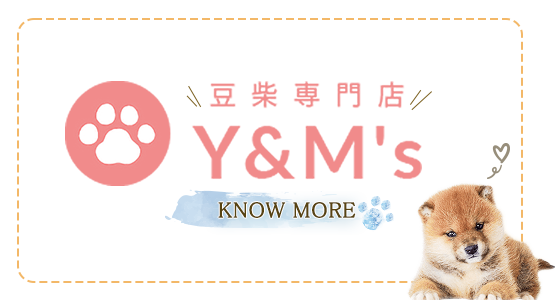 豆しば｜関東で豆柴・黒柴などの柴犬専門店 - Y＆M’s