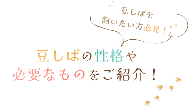 豆しばを飼いたい方必見！豆しばの性格や必要なものをご紹介！